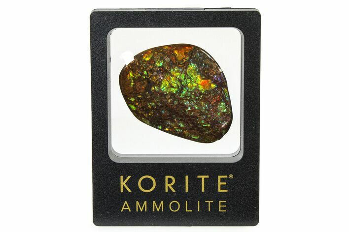 Iridescent Ammolite (Fossil Ammonite Shell) - Rainbow Colored #336277